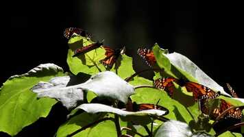Free download Monarchs of Cape May_TRAILER video and edit with RedcoolMedia movie maker MovieStudio video editor online and AudioStudio audio editor onlin