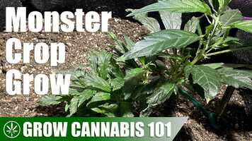 Free download Monster Cropping a Plant From Clone to Harvest video and edit with RedcoolMedia movie maker MovieStudio video editor online and AudioStudio audio editor onlin