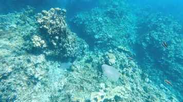 Free download Montego Bay, Jamaica: Sandals 2020 video and edit with RedcoolMedia movie maker MovieStudio video editor online and AudioStudio audio editor onlin