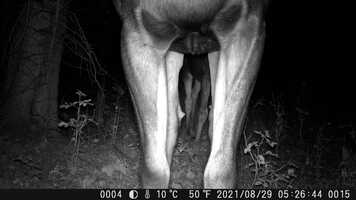 Free download Moose Movie .mp4 video and edit with RedcoolMedia movie maker MovieStudio video editor online and AudioStudio audio editor onlin