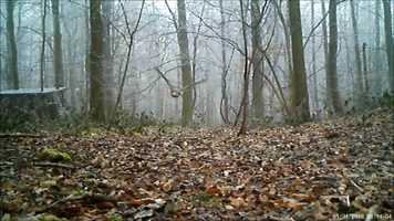 Free download more animal antics at the woods video and edit with RedcoolMedia movie maker MovieStudio video editor online and AudioStudio audio editor onlin