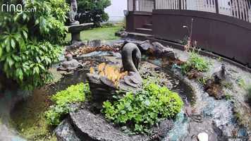 Free download More fun with bird baths video and edit with RedcoolMedia movie maker MovieStudio video editor online and AudioStudio audio editor onlin