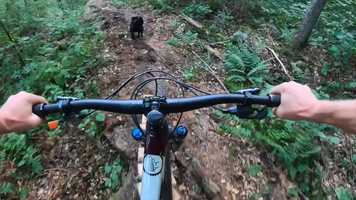 Free download Morning Doggo Ride video and edit with RedcoolMedia movie maker MovieStudio video editor online and AudioStudio audio editor onlin