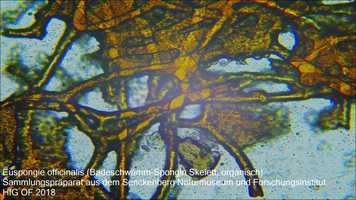 Free download Morphologie Porifera  Cnidaria video and edit with RedcoolMedia movie maker MovieStudio video editor online and AudioStudio audio editor onlin