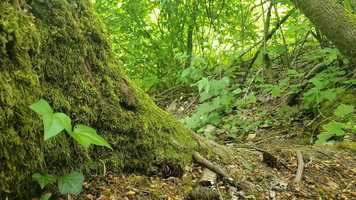 Free download Moss: your most resilient neighbor video and edit with RedcoolMedia movie maker MovieStudio video editor online and AudioStudio audio editor onlin