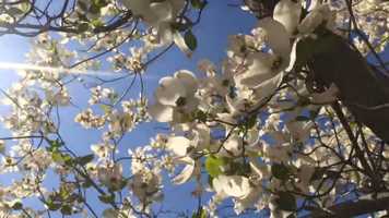 Free download MOVEMENT || Dogwoods in Spring video and edit with RedcoolMedia movie maker MovieStudio video editor online and AudioStudio audio editor onlin