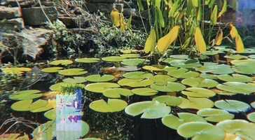 Free download Movement (expanded) video and edit with RedcoolMedia movie maker MovieStudio video editor online and AudioStudio audio editor onlin