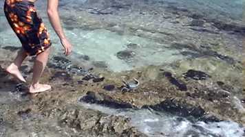 Free download Movie 1B video and edit with RedcoolMedia movie maker MovieStudio video editor online and AudioStudio audio editor onlin