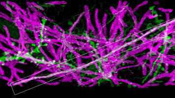 Free download Movie 2 | Axon myelination and local g-ratio of layer V pyramidal neurons of the mouse primary somatosensory cortex video and edit with RedcoolMedia movie maker MovieStudio video editor online and AudioStudio audio editor onlin