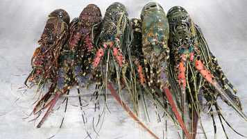 Free download Mozambique Maputo video and edit with RedcoolMedia movie maker MovieStudio video editor online and AudioStudio audio editor onlin