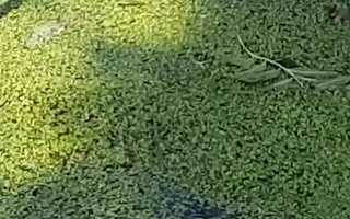 Free download Muck Signal from Muck Studies Dept - excerpt video and edit with RedcoolMedia movie maker MovieStudio video editor online and AudioStudio audio editor onlin