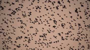 Free download Murmuration Trailer video and edit with RedcoolMedia movie maker MovieStudio video editor online and AudioStudio audio editor onlin