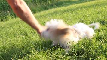 Free download MURPHYS MOVIE video and edit with RedcoolMedia movie maker MovieStudio video editor online and AudioStudio audio editor onlin