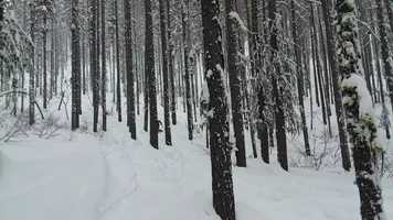 Free download music by CHARCOAL SQUIDS -  Brainibus Luna video and edit with RedcoolMedia movie maker MovieStudio video editor online and AudioStudio audio editor onlin