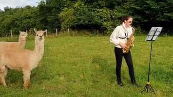 Free download Music in the Garden video and edit with RedcoolMedia movie maker MovieStudio video editor online and AudioStudio audio editor onlin