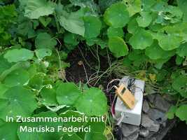 Free download Music of the Plants Kiwaneo Garten 02.08.21.mp4 video and edit with RedcoolMedia movie maker MovieStudio video editor online and AudioStudio audio editor onlin