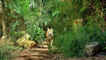 Free download MUSIC STUDIO - ROUGH CUT - 1920x1080 - 25.mp4 video and edit with RedcoolMedia movie maker MovieStudio video editor online and AudioStudio audio editor onlin