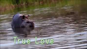 Free download Musk Ming - Love Song For Tapirs video and edit with RedcoolMedia movie maker MovieStudio video editor online and AudioStudio audio editor onlin
