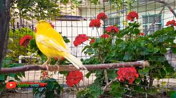 Free download My limon canary singing training video 1 video and edit with RedcoolMedia movie maker MovieStudio video editor online and AudioStudio audio editor onlin