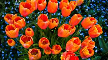 Free download My Movie 54-Up to 4K.mov video and edit with RedcoolMedia movie maker MovieStudio video editor online and AudioStudio audio editor onlin