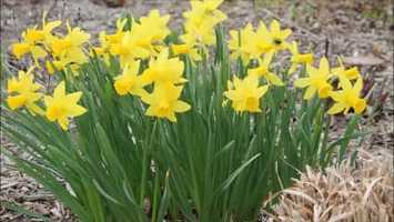 Free download My Movie Spring 2020 video and edit with RedcoolMedia movie maker MovieStudio video editor online and AudioStudio audio editor onlin