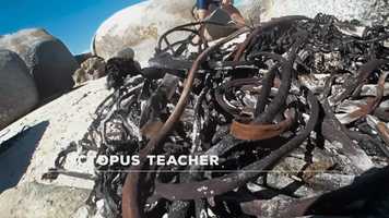 Free download My Octopus Teacher Finalist Trailer - Audioscape video and edit with RedcoolMedia movie maker MovieStudio video editor online and AudioStudio audio editor onlin