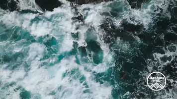 Free download My Octopus Teacher Finalist Trailer - Feature video and edit with RedcoolMedia movie maker MovieStudio video editor online and AudioStudio audio editor onlin