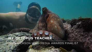 Free download My Octopus Teacher Finalist Trailer - People and Nature video and edit with RedcoolMedia movie maker MovieStudio video editor online and AudioStudio audio editor onlin