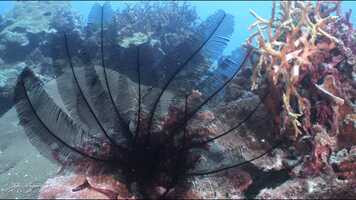 Free download Mystery species of feather star with unusual rippling movement video and edit with RedcoolMedia movie maker MovieStudio video editor online and AudioStudio audio editor onlin