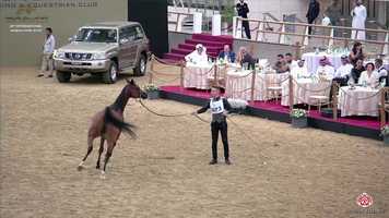 Free download N73 MELODY J - 29th Qatar Intl AH Show 2020 - 4-6 Years Old Mares (Class 4B) video and edit with RedcoolMedia movie maker MovieStudio video editor online and AudioStudio audio editor onlin