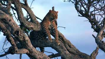 Free download Naibor Premier Camps - Directors  Cut video and edit with RedcoolMedia movie maker MovieStudio video editor online and AudioStudio audio editor onlin