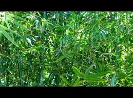 Free download Naturaleza muerta video and edit with RedcoolMedia movie maker MovieStudio video editor online and AudioStudio audio editor onlin