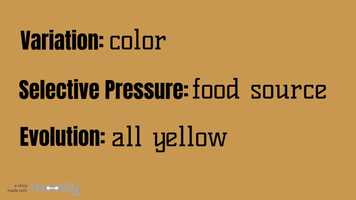 Free download Natural Selection video and edit with RedcoolMedia movie maker MovieStudio video editor online and AudioStudio audio editor onlin