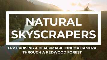 Free download NATURAL SKYSCRAPERS | Cinelifter cruising through redwoods at sunset video and edit with RedcoolMedia movie maker MovieStudio video editor online and AudioStudio audio editor onlin