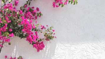 Free download Nature-bougainvillea_Master_Music video and edit with RedcoolMedia movie maker MovieStudio video editor online and AudioStudio audio editor onlin