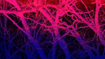 Free download Nature Elec-tree-city: Video Projection Art #38 (short version) video and edit with RedcoolMedia movie maker MovieStudio video editor online and AudioStudio audio editor onlin