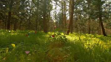 Free download Natures Sweet Endless Song - Hap Palmer.mp4 video and edit with RedcoolMedia movie maker MovieStudio video editor online and AudioStudio audio editor onlin