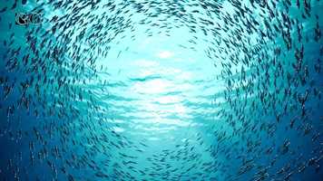 Free download NEW ANIMA TRAILER video and edit with RedcoolMedia movie maker MovieStudio video editor online and AudioStudio audio editor onlin