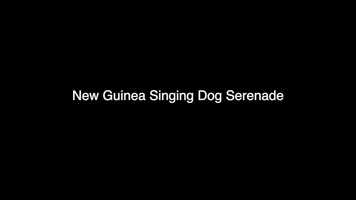 Free download New Guinea Singing Dog Serenade video and edit with RedcoolMedia movie maker MovieStudio video editor online and AudioStudio audio editor onlin