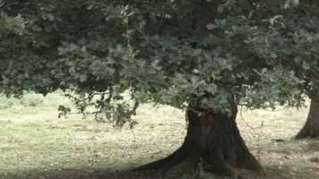 Free download new trailer 2017 video and edit with RedcoolMedia movie maker MovieStudio video editor online and AudioStudio audio editor onlin