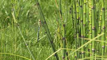 Free download New Wildlife Pond video and edit with RedcoolMedia movie maker MovieStudio video editor online and AudioStudio audio editor onlin