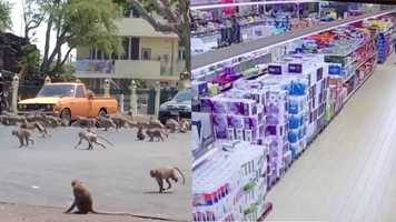 Free download Nicolas Imbert - Infectious Disease Journal video and edit with RedcoolMedia movie maker MovieStudio video editor online and AudioStudio audio editor onlin