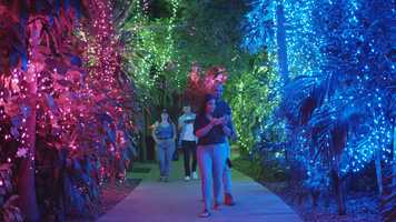 Free download Night at Luminosa, Jungle Island video and edit with RedcoolMedia movie maker MovieStudio video editor online and AudioStudio audio editor onlin