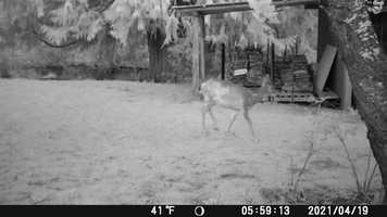 Free download NightVision 4.19 video and edit with RedcoolMedia movie maker MovieStudio video editor online and AudioStudio audio editor onlin