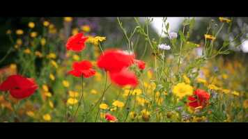 Free download Nikki + Dave // Teaser Trailer video and edit with RedcoolMedia movie maker MovieStudio video editor online and AudioStudio audio editor onlin