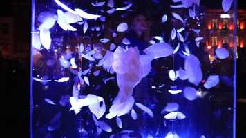 Free download NJORD  BRIGHT BRUSSELS FESTIVAL 2019 video and edit with RedcoolMedia movie maker MovieStudio video editor online and AudioStudio audio editor onlin