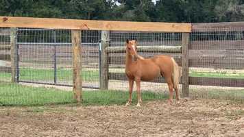 Free download NMotion Starbella (Wa-Full Unique Waylon x Little Kings Arabella Buckeroo) video and edit with RedcoolMedia movie maker MovieStudio video editor online and AudioStudio audio editor onlin