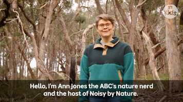 Free download Noisy By Nature Early Education Guide video and edit with RedcoolMedia movie maker MovieStudio video editor online and AudioStudio audio editor onlin