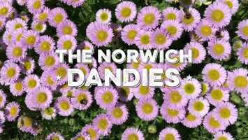 Free download Norwichn Bees Documentary video and edit with RedcoolMedia movie maker MovieStudio video editor online and AudioStudio audio editor onlin