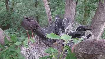 Free download Nourrissage video and edit with RedcoolMedia movie maker MovieStudio video editor online and AudioStudio audio editor onlin